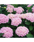 Hydrangea macrophylla Love фото